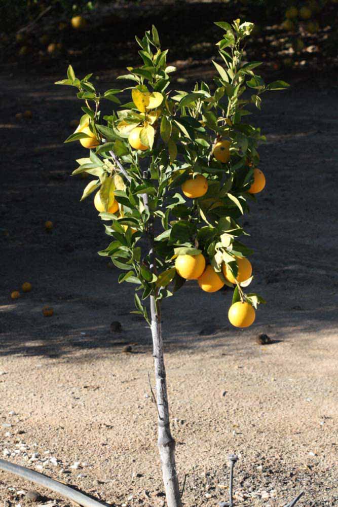              Habit (Riverside, CA)       